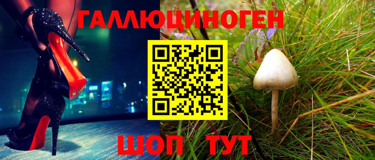 Галлюциногенные грибы Psilocybe Тимашёвск